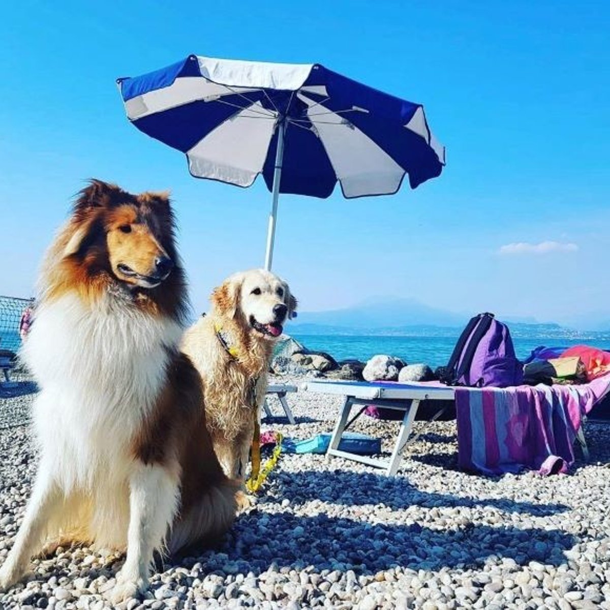 ヴァカンスも愛犬と！ 海、山、湖……イタリアの人気リゾートホテル。