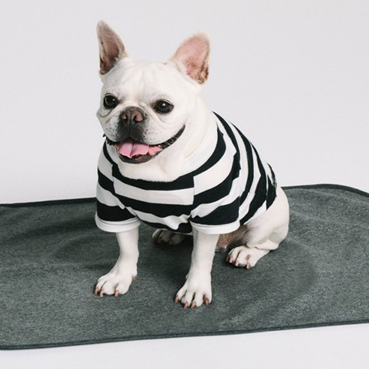 スタイリスト山本マナが、yuwとドッグウエアをコラボ！