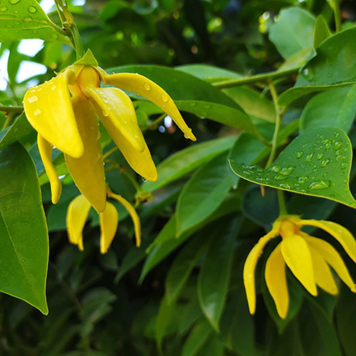 セクシャルウェルネスに寄り添うアロマ3選。