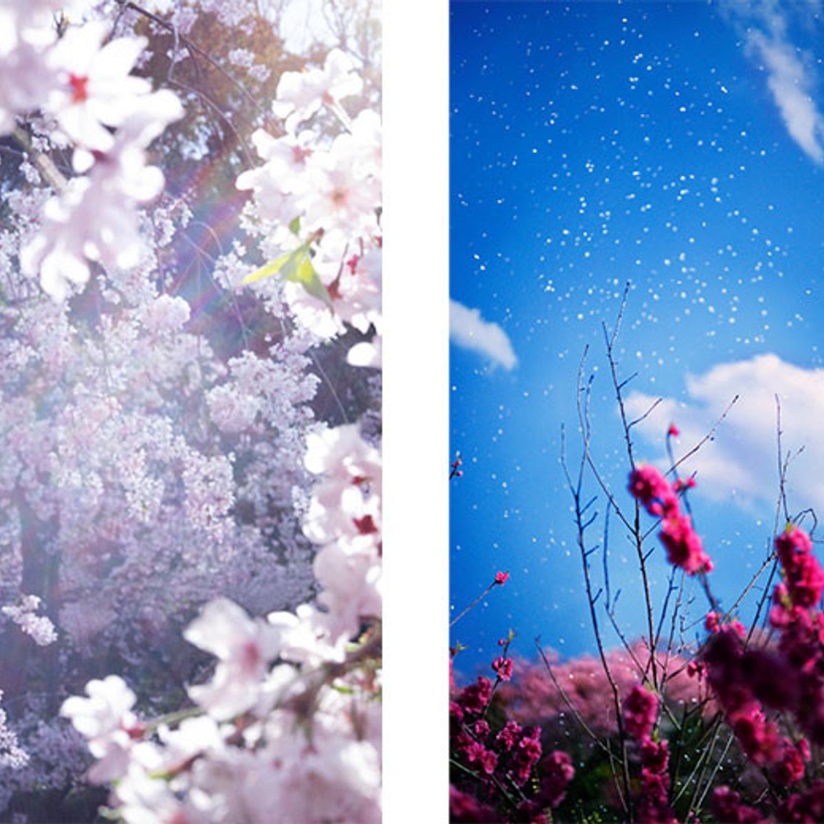 東京都庭園美術館が、蜷川実花の最新作品で彩られる。