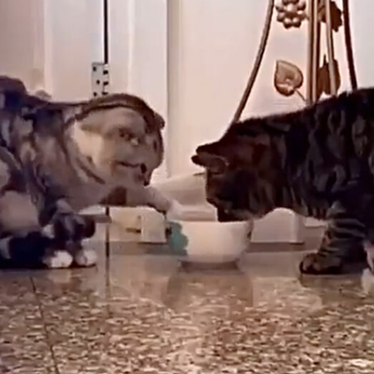 譲り合う猫に、オンライン視聴する猫。人間顔負けの愛おしき猫たち。