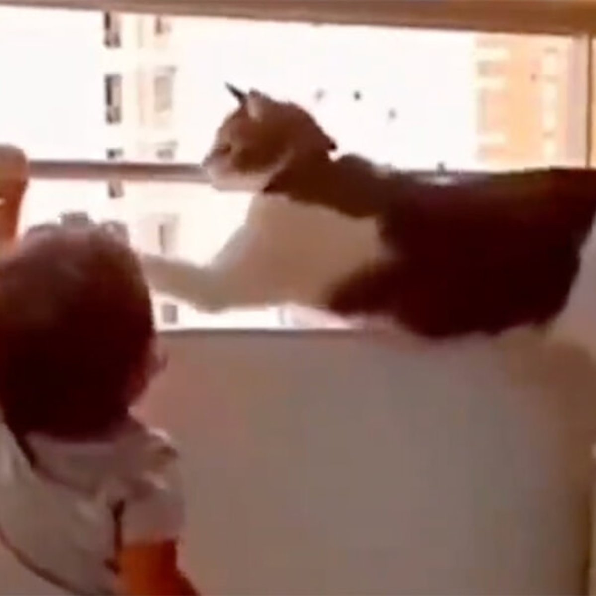 知能は人間並み？ 優秀なシッターキャットたち。