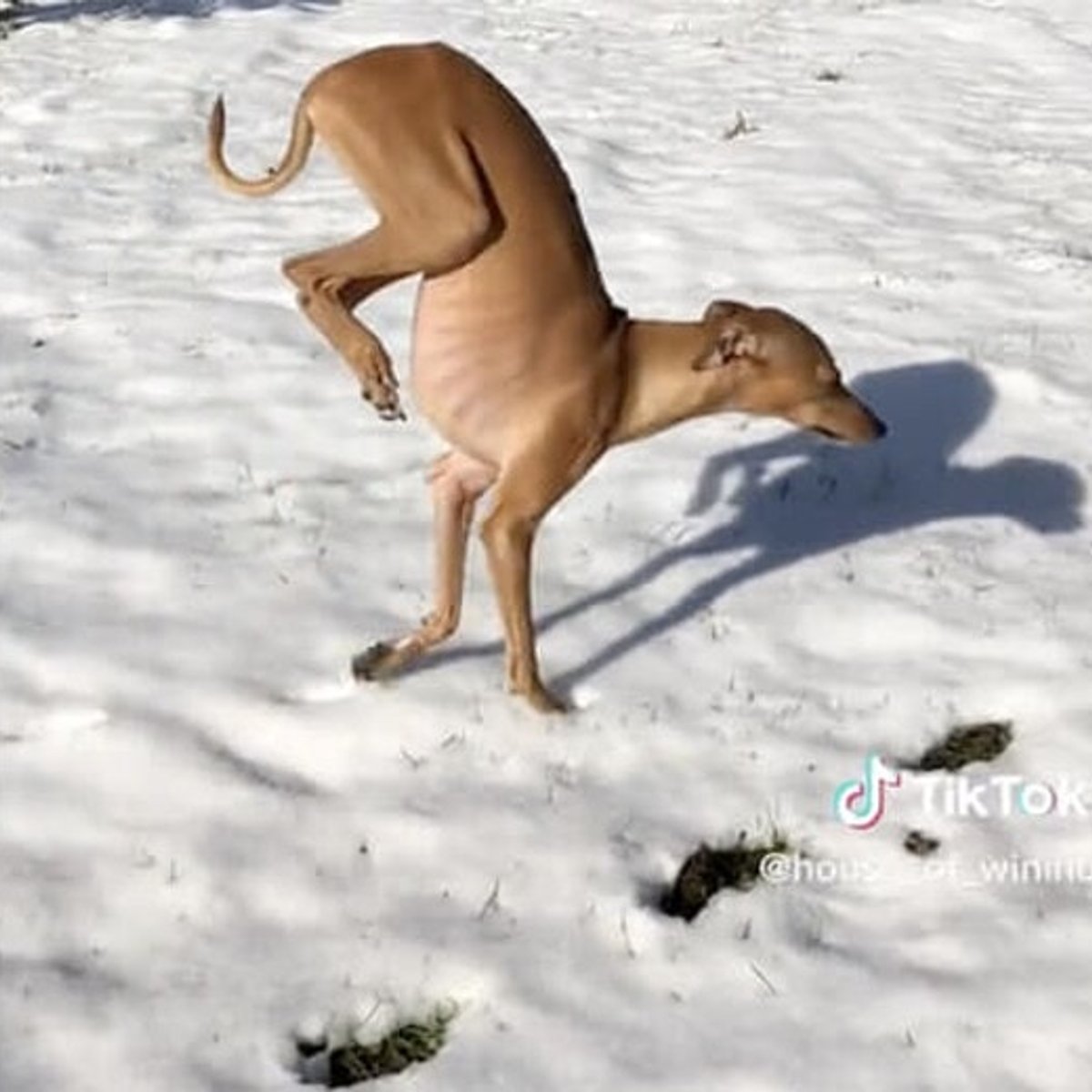 「まるでカンガルー」！ 前足2本で歩く犬の衝撃動画。