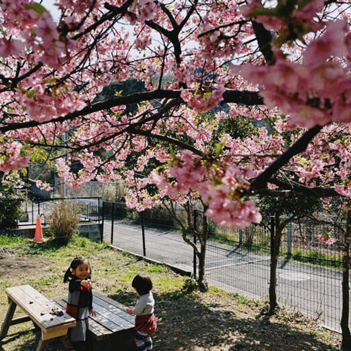 私の好きなお花見スポット。