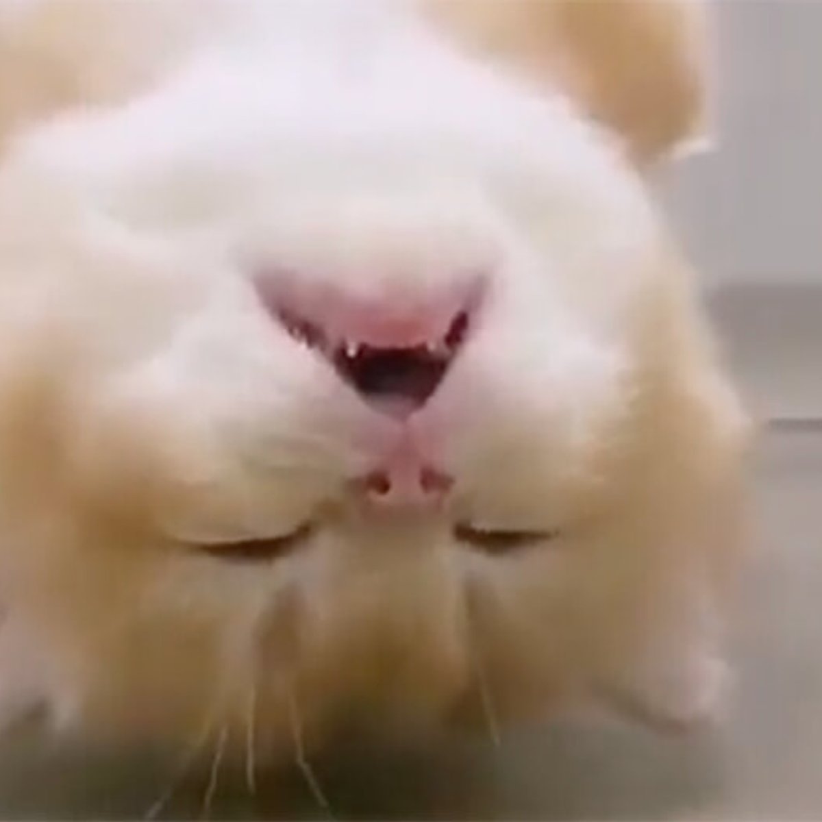 デレデレ必至！ 動物たちの無防備スナップ。