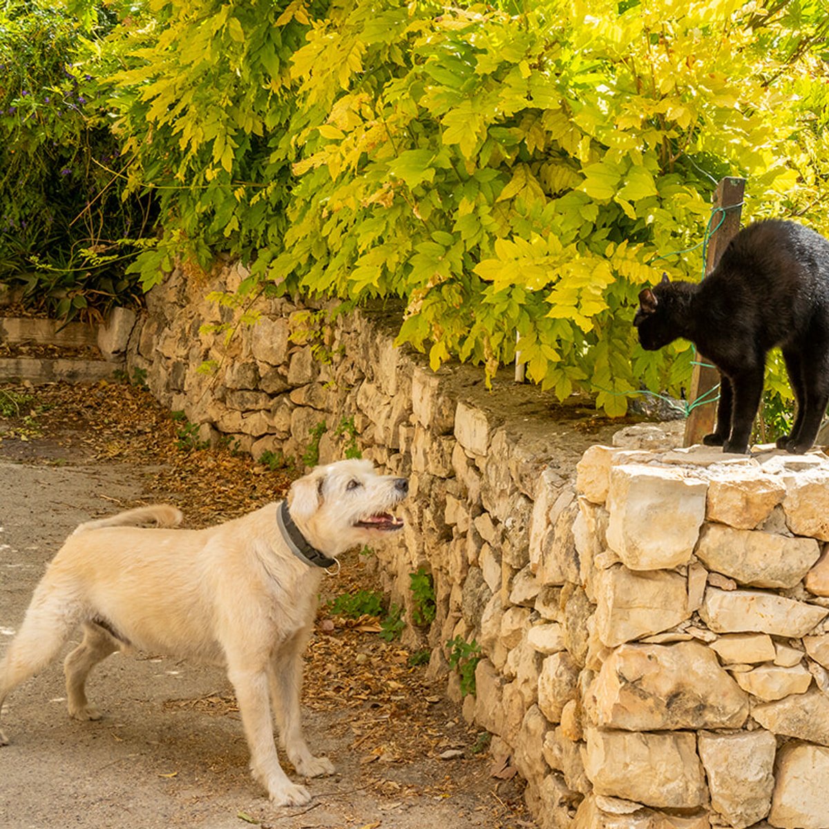 ふたりは親友？ ライバル？ 珍バトルを繰り広げる犬猫たち。