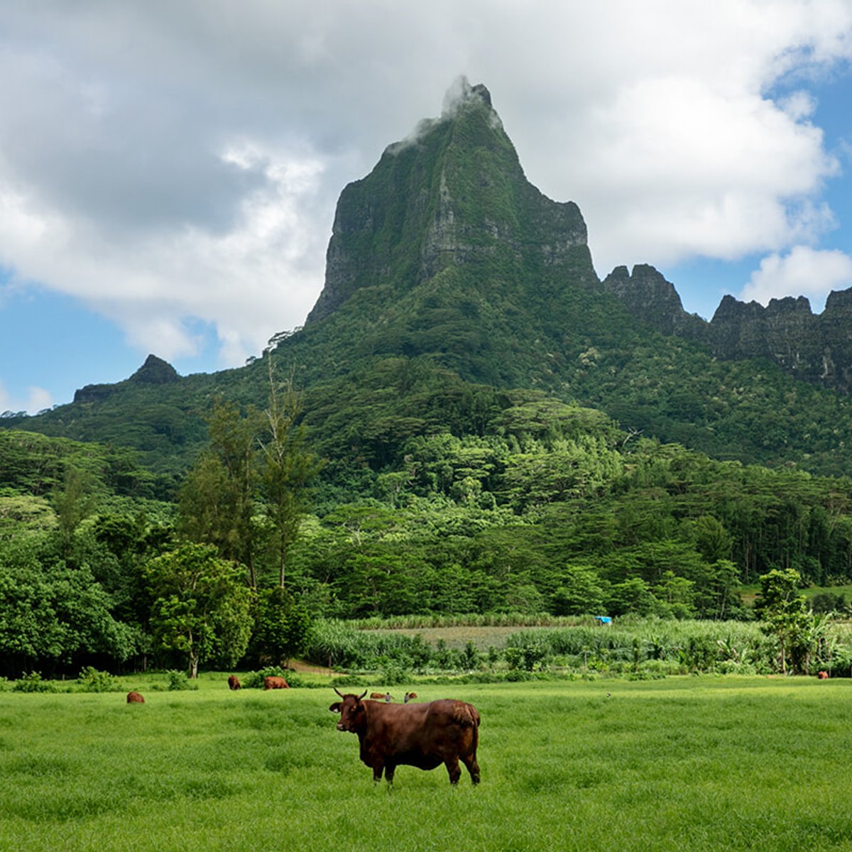モーレア島、緑深い山々に囲まれた”愛の島”の穏やかな時間。