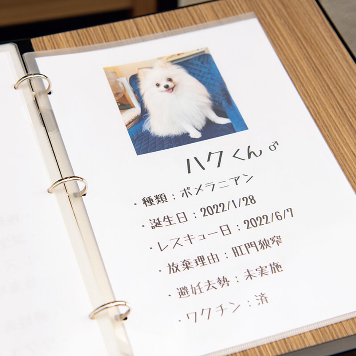 気になる保護犬、素朴なギモン。 | madameFIGARO.jp（フィガロジャポン）