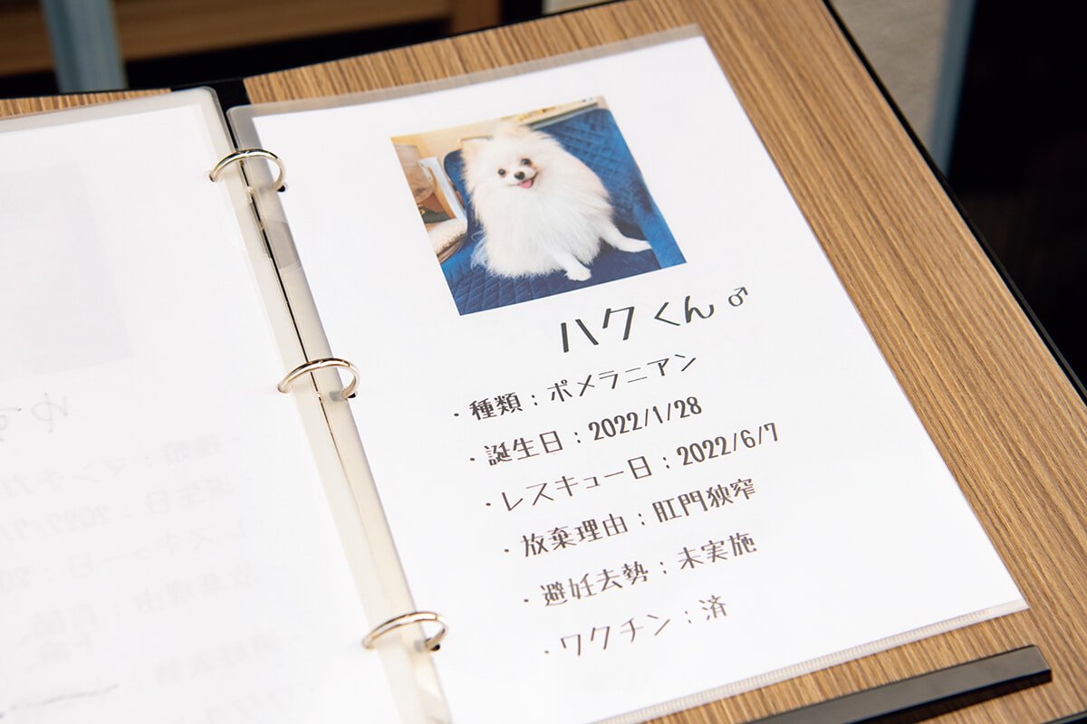 気になる保護犬、素朴なギモン。 | madameFIGARO.jp（フィガロジャポン）