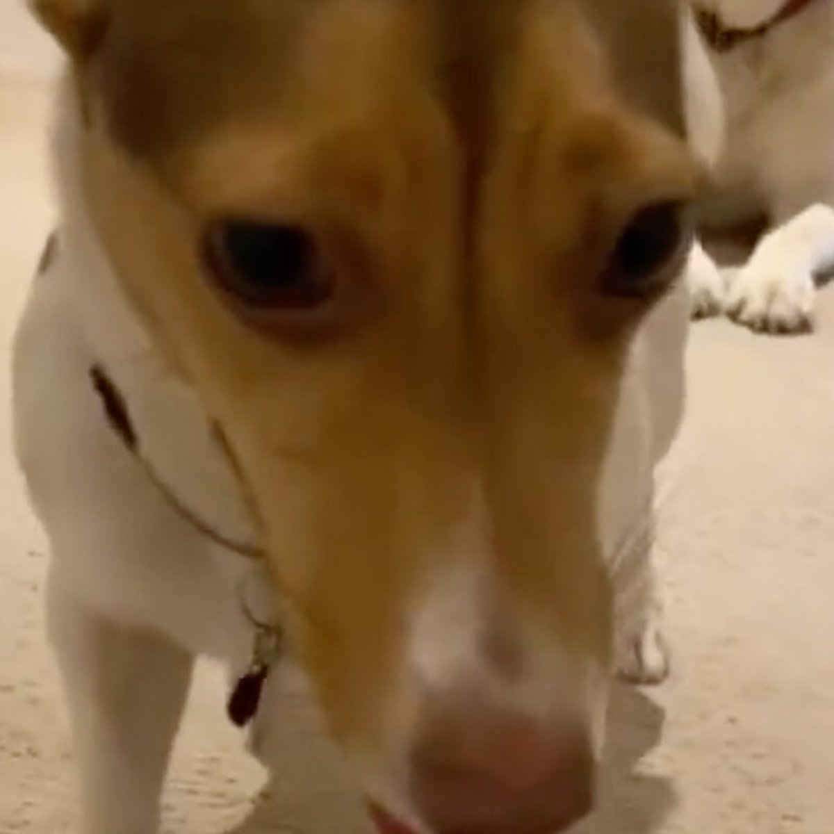 陽キャ？陰キャ？ ワンコたちのタイプ比較動画。