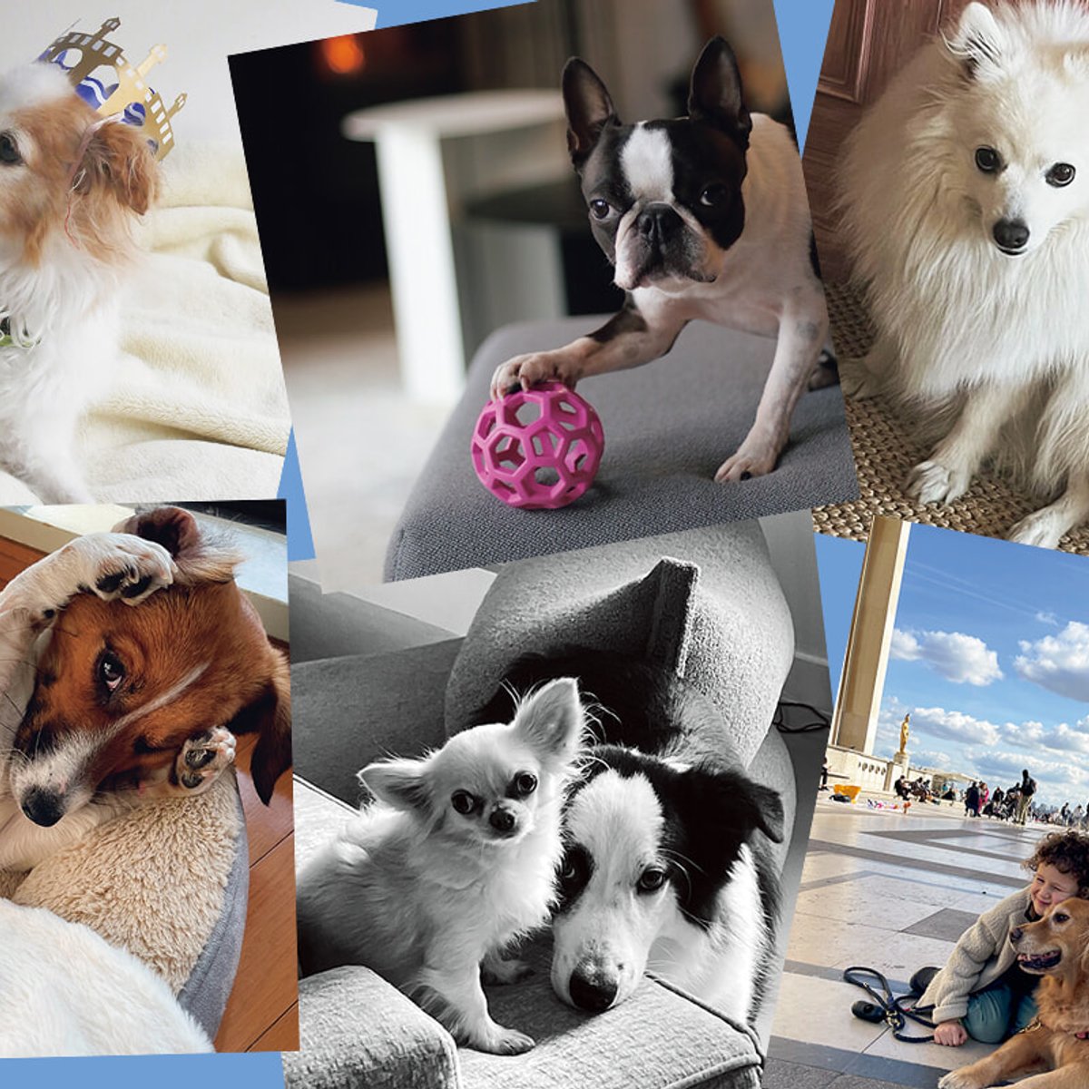 みんなの愛犬ベストショット36選。