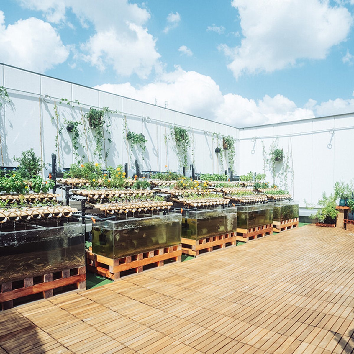 “ビル産ビル消”ファーム・トゥ・テーブルを、都会で楽しむ。