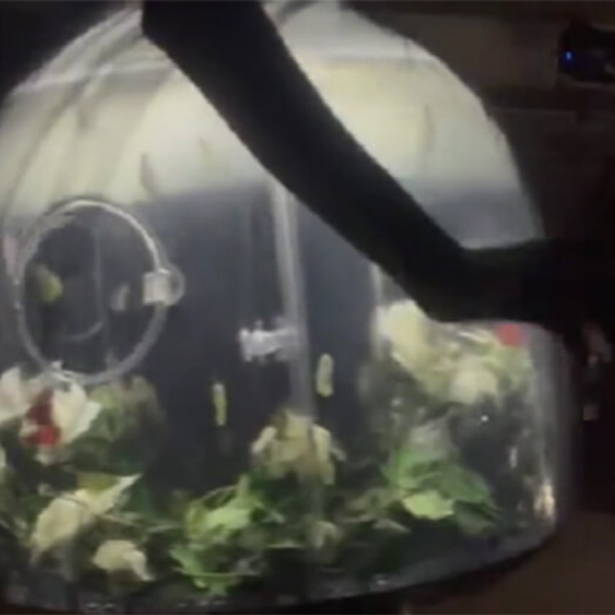 パリコレで発表されたアンダーカバーの「本物の蝶が舞うスカート」が話題に！