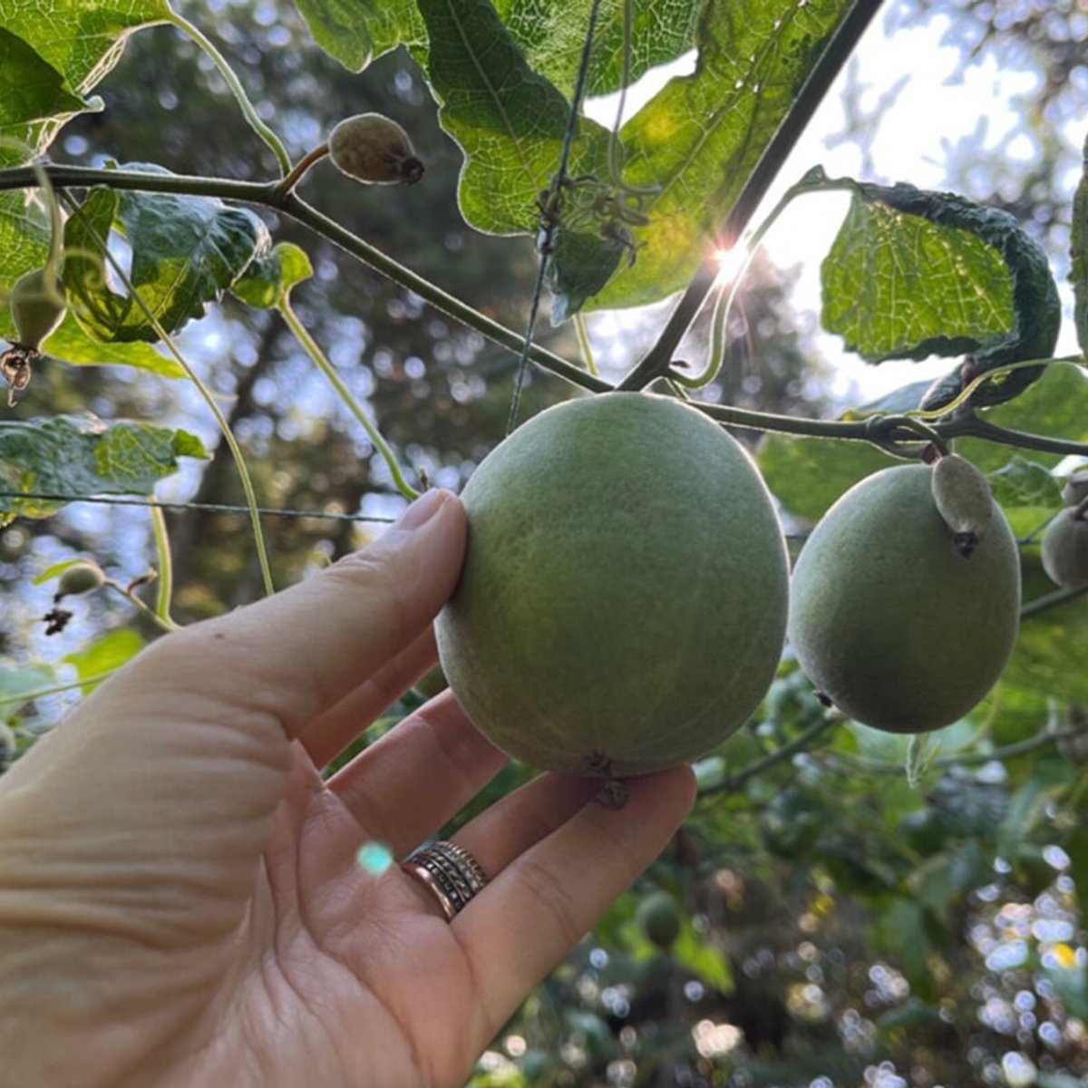 身体にも地球にも優しい甘味料「羅漢果」の故郷を訪ねて。