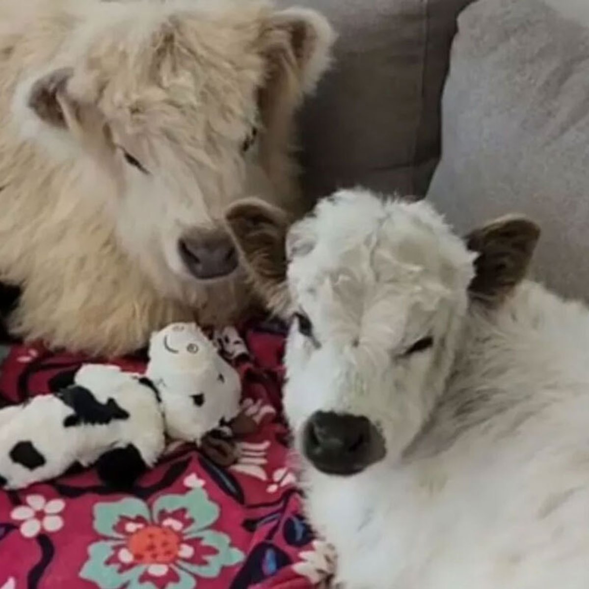 TikTokでペットのミニ牛自慢が流行中、その理由とは？