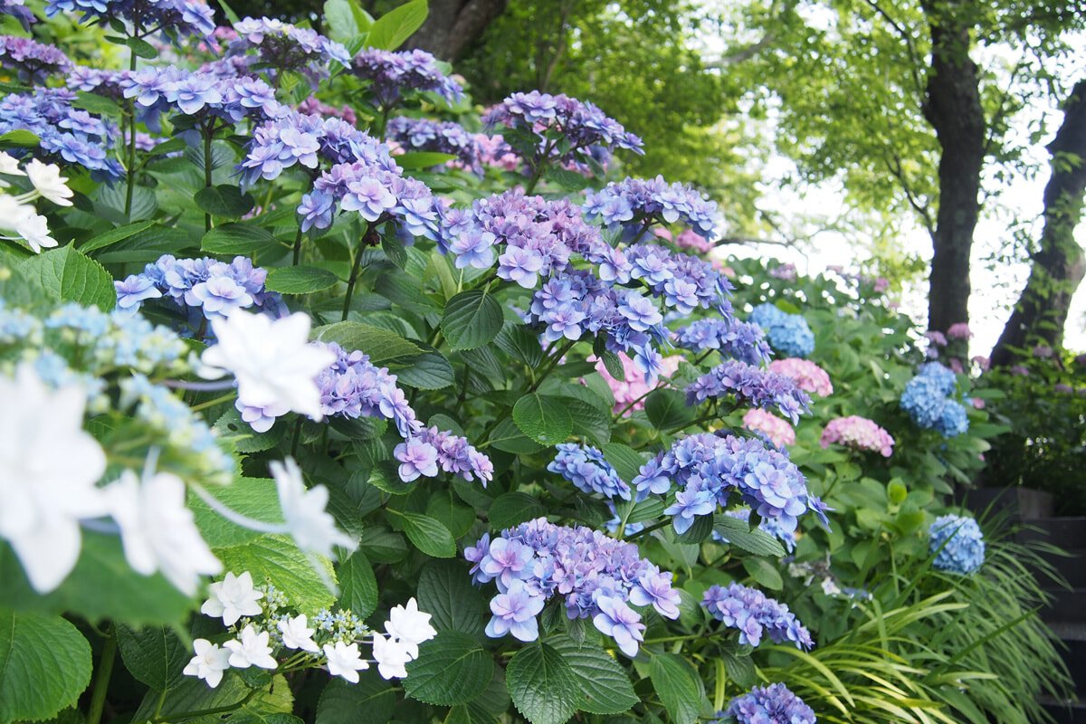 6月の鎌倉で、あじさいスイーツ巡り。 | madameFIGARO.jp（フィガロ