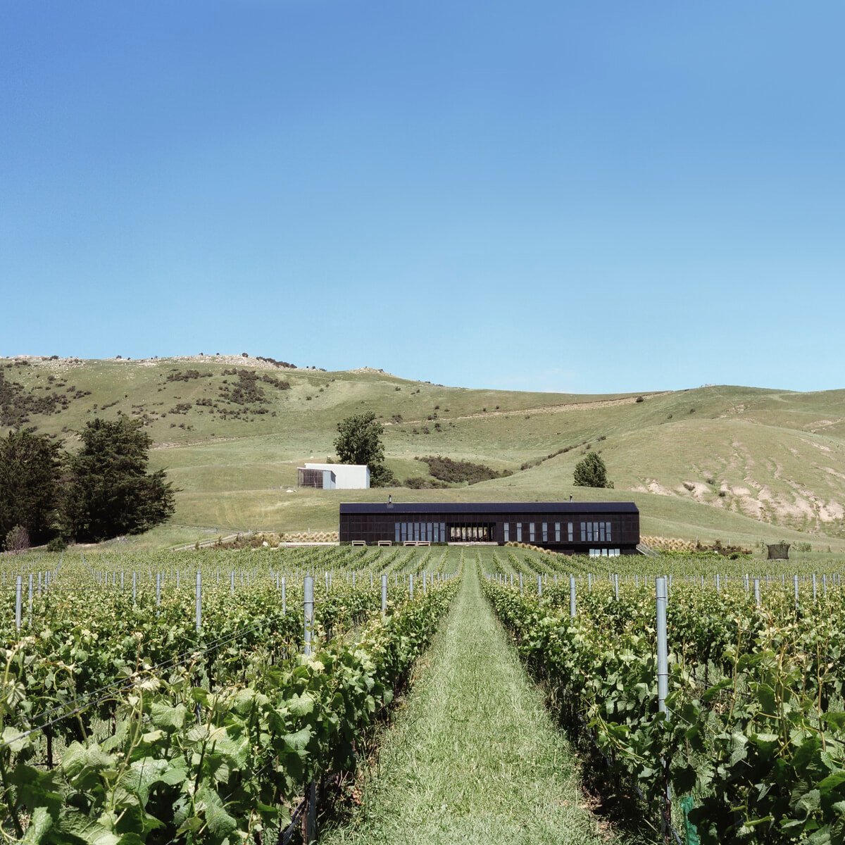 ニュージーランドの新星が手がける自然派ワインに、いま注目！