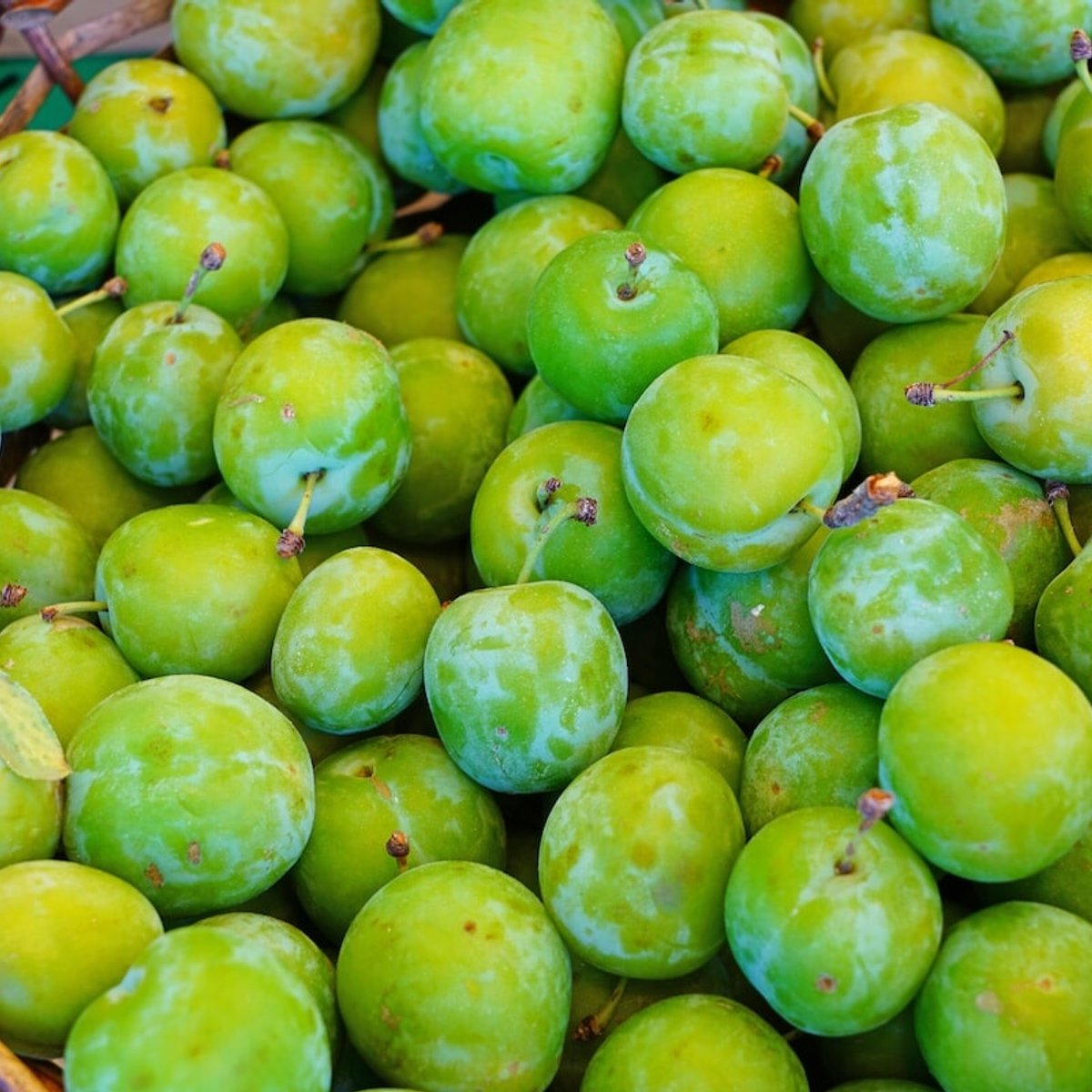 パリではじめての梅干し作りに挑戦！そのゆくえは……