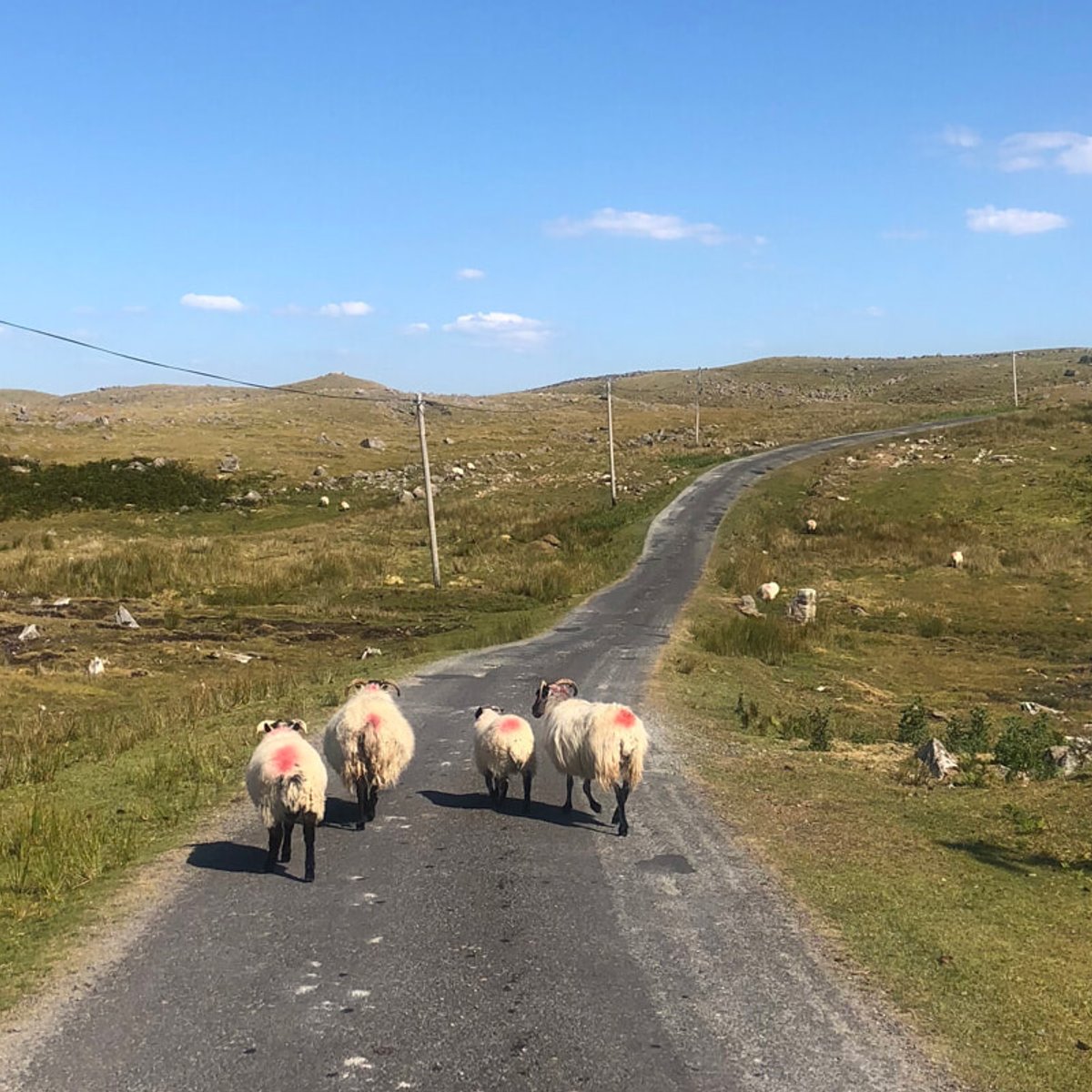 織物の魅力に惹かれて、アイルランド・クレア島での1週間のヴァカンス。｜竹形尚子（PRディレクション）