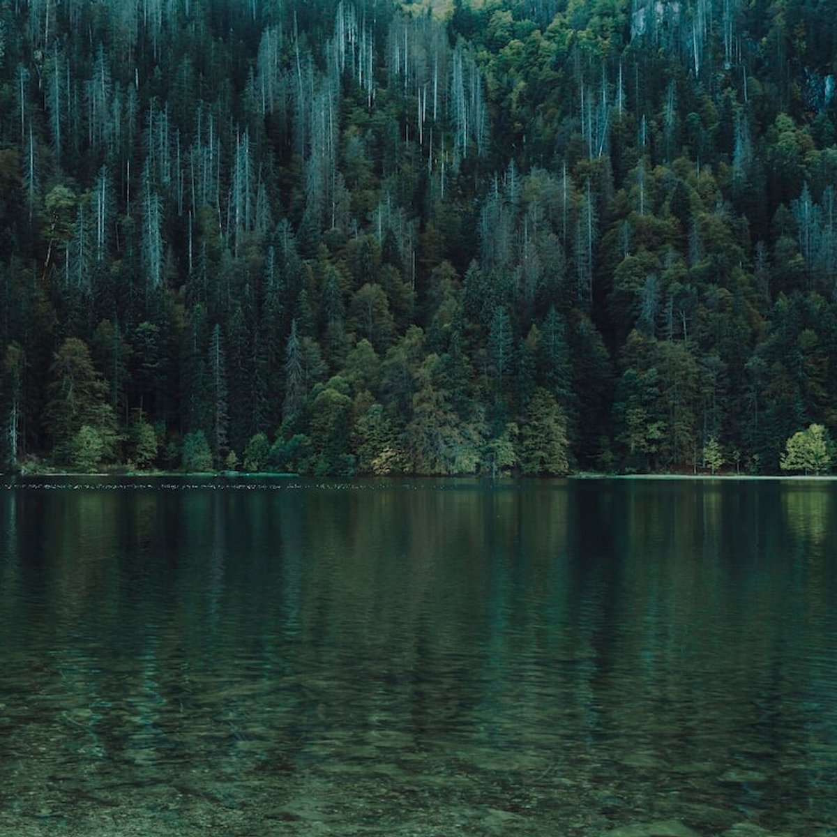 インスピレーションは「黒い森」。SPREADが関わったヘッドスパ・サロン。