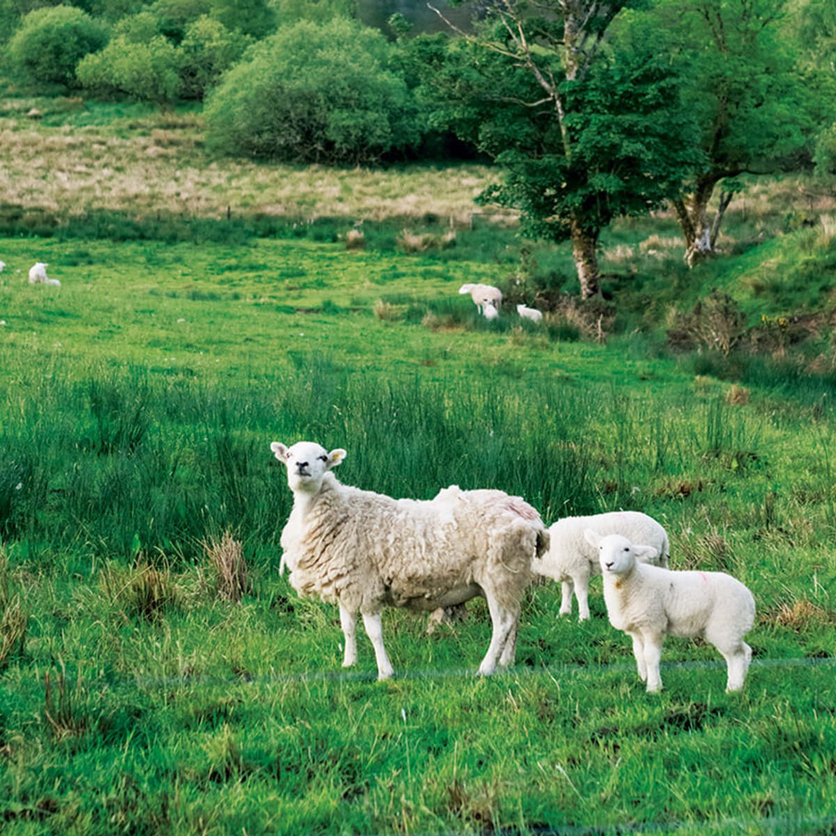 新しくて可愛い、スコットランドへ。