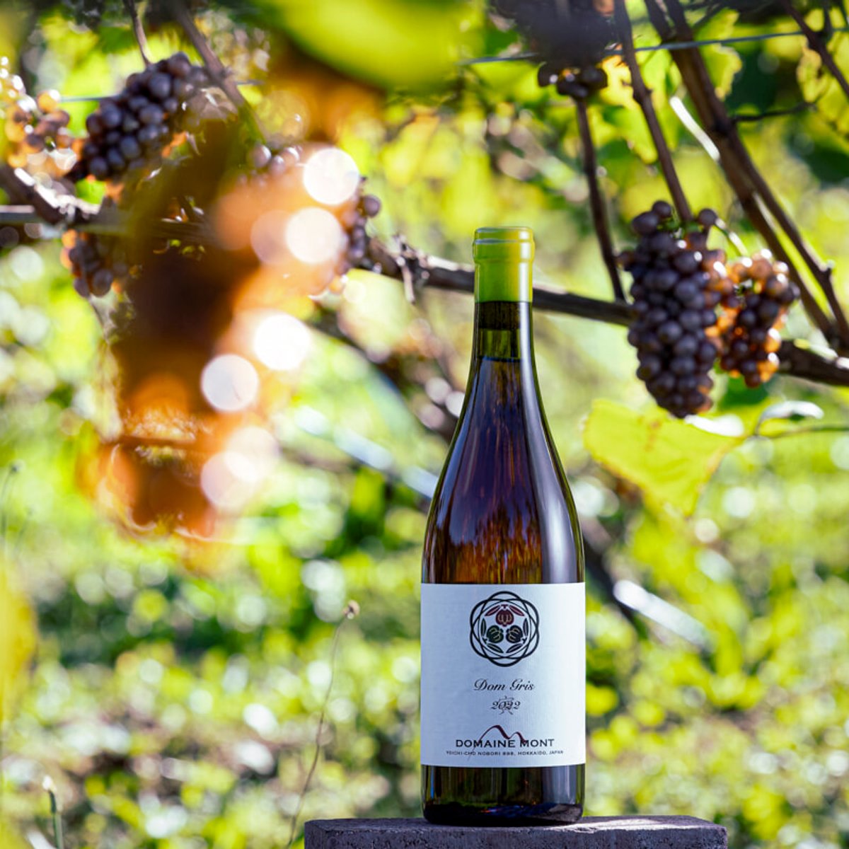 余市の自然派ワインはなぜおいしく「希少」なのか？ 編集者が収穫の現場に潜入！