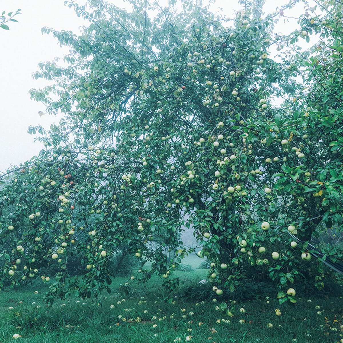 ソ連体制下に生き、自由を求めたラトビアの女性たちに想いを馳せる。