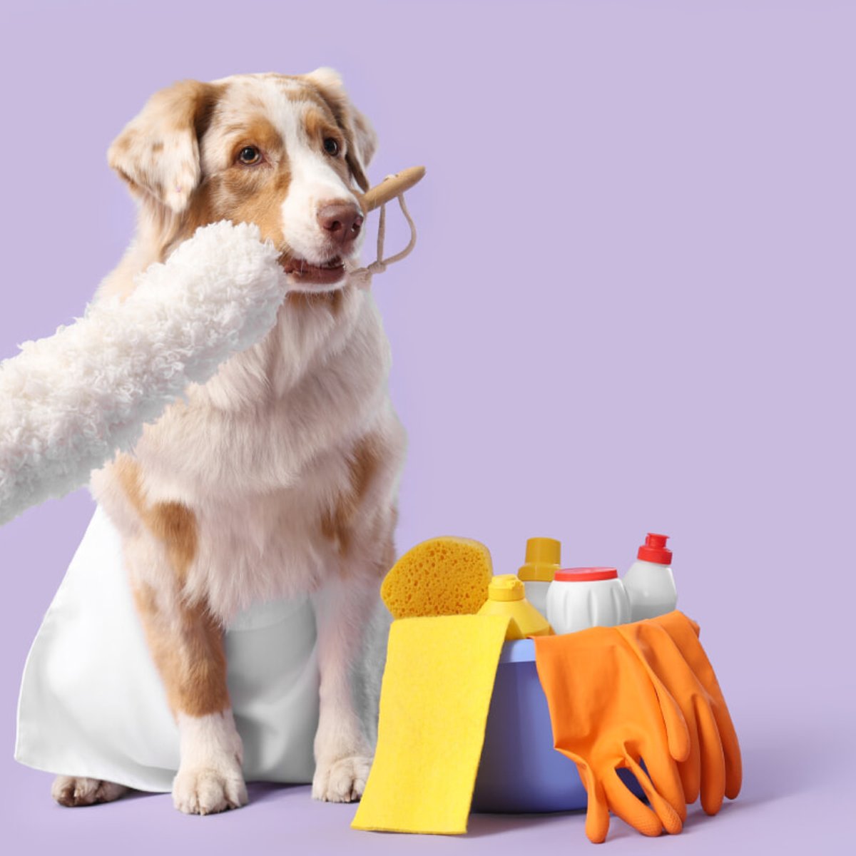 ベッドメイクから洗濯まで…！飼い主の代わりに「家事をこなす愛犬」の動画、可愛すぎると話題に