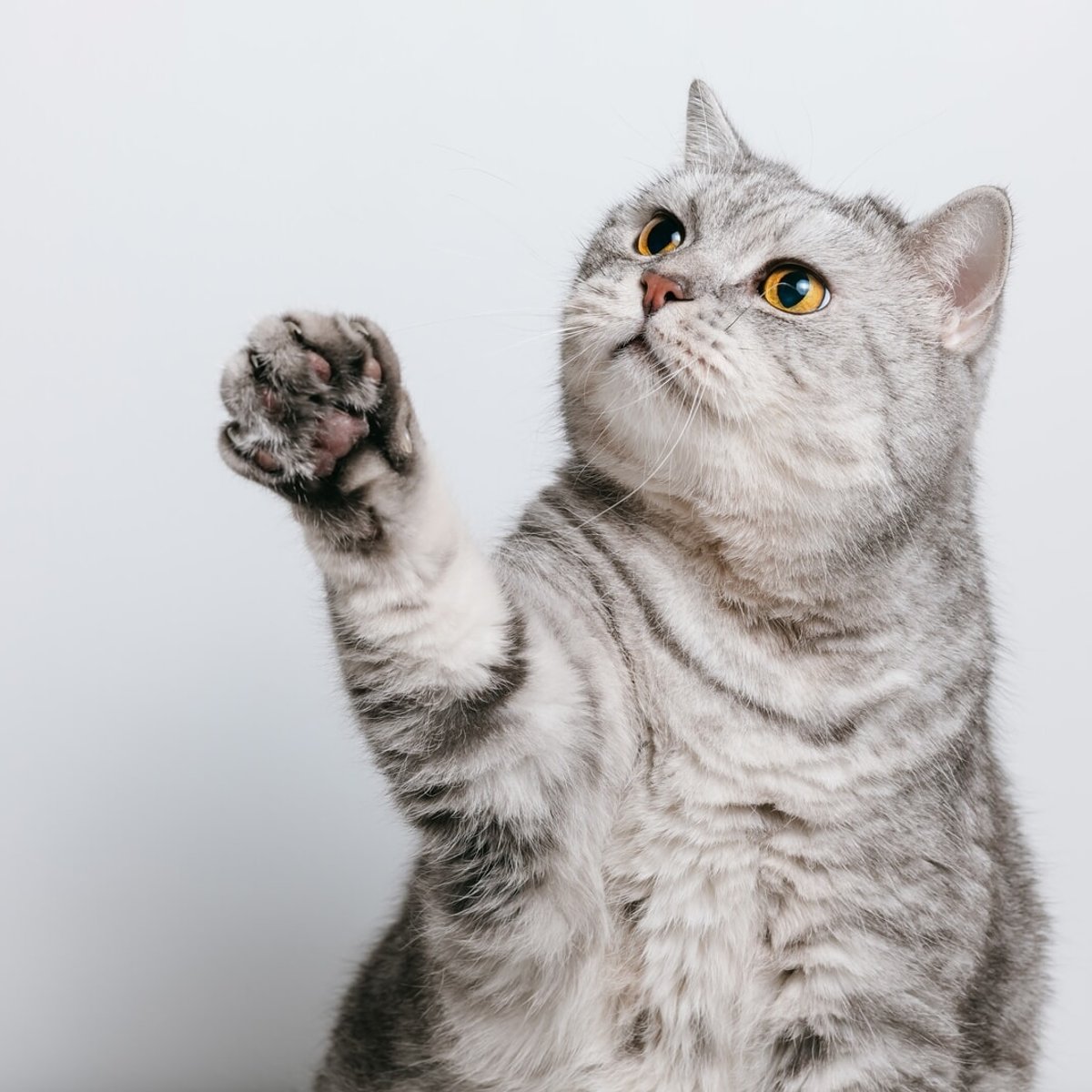 福を招く「ハイタッチ猫」！？ 「猫の楽園」と呼ばれるお寺の名物猫が話題に！