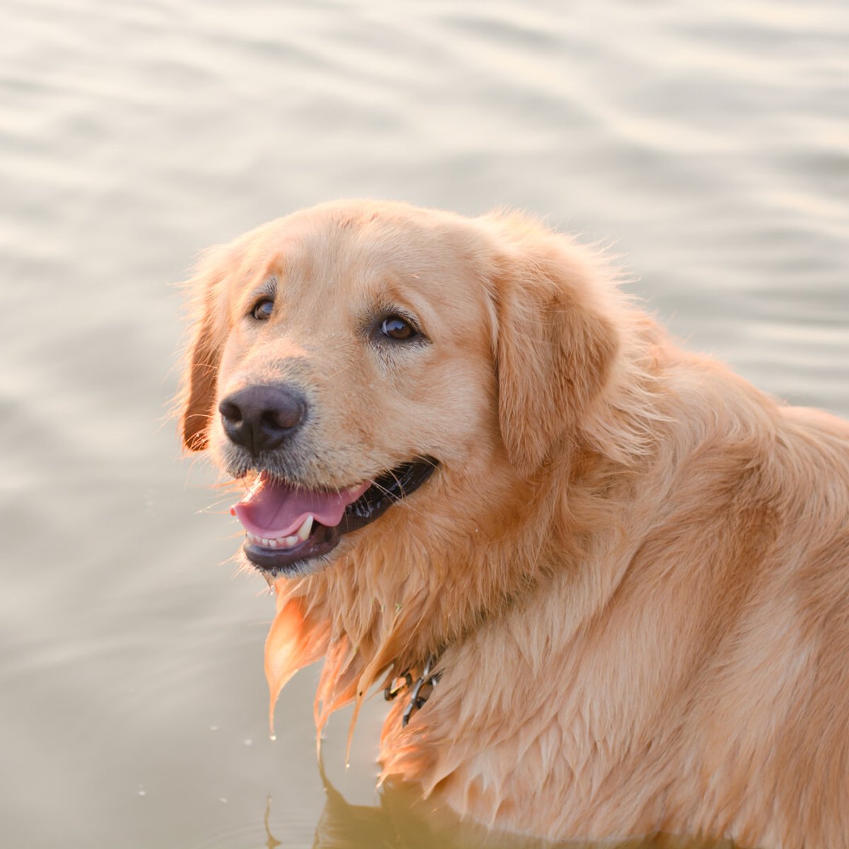車椅子でビーチを駆け回る、ゴールデンレトリバーの動画が素敵だと話題に。