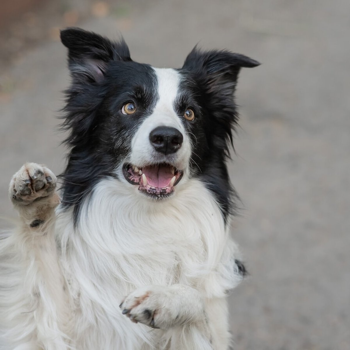 「本当に犬？」「人間よりリズム感がある」人間と犬が一緒に踊るドッグダンスが「超すごい」と話題に！