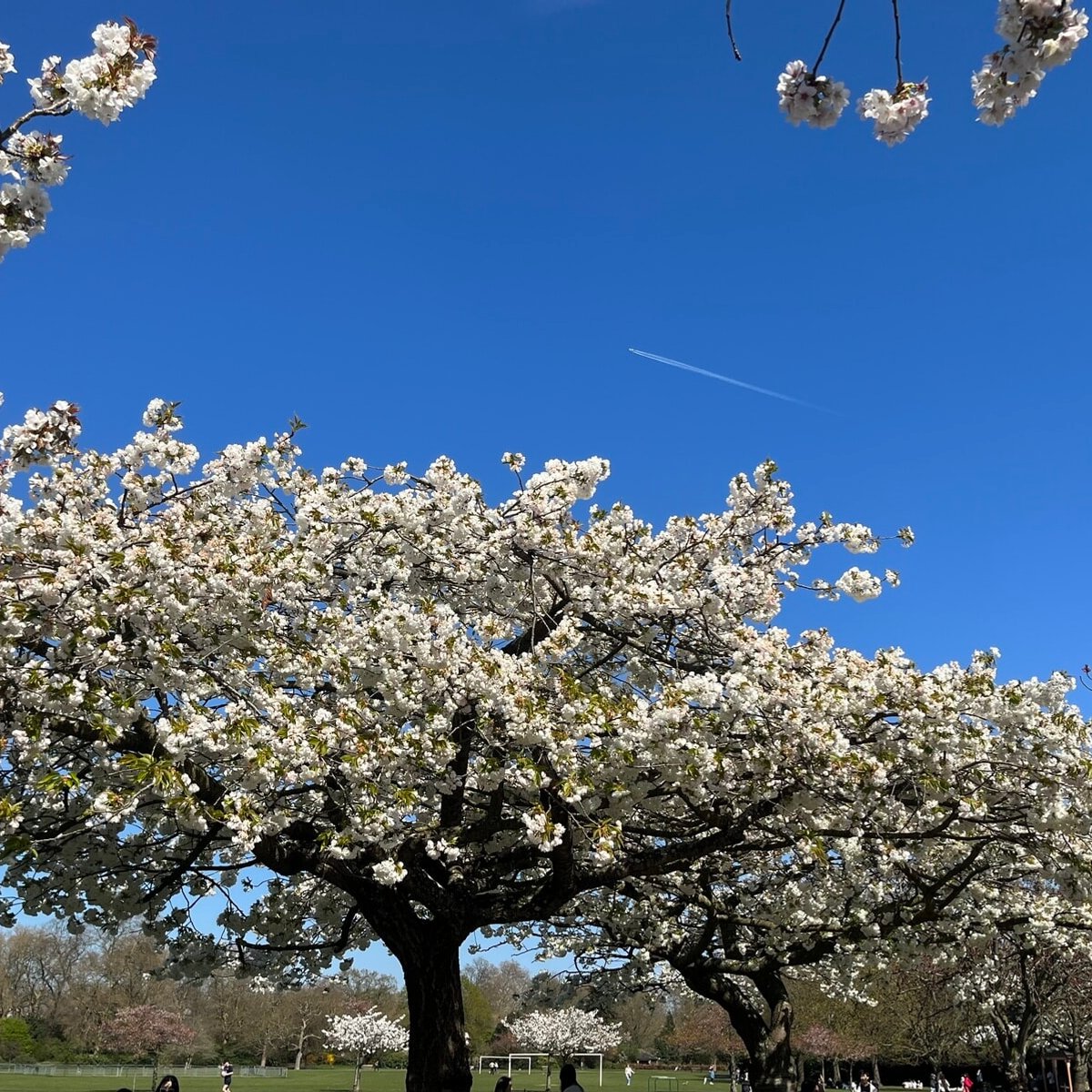 美しさはそれぞれ。多様な魅力にあふれたイギリスの桜。