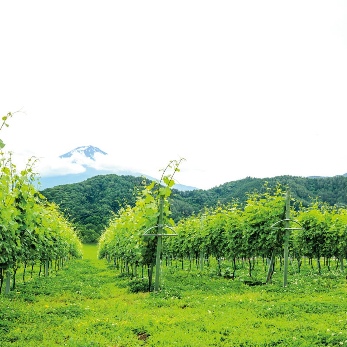 いま注目は「泊まれるワイナリー」！？ 気になる日本ワイン生産者3選。