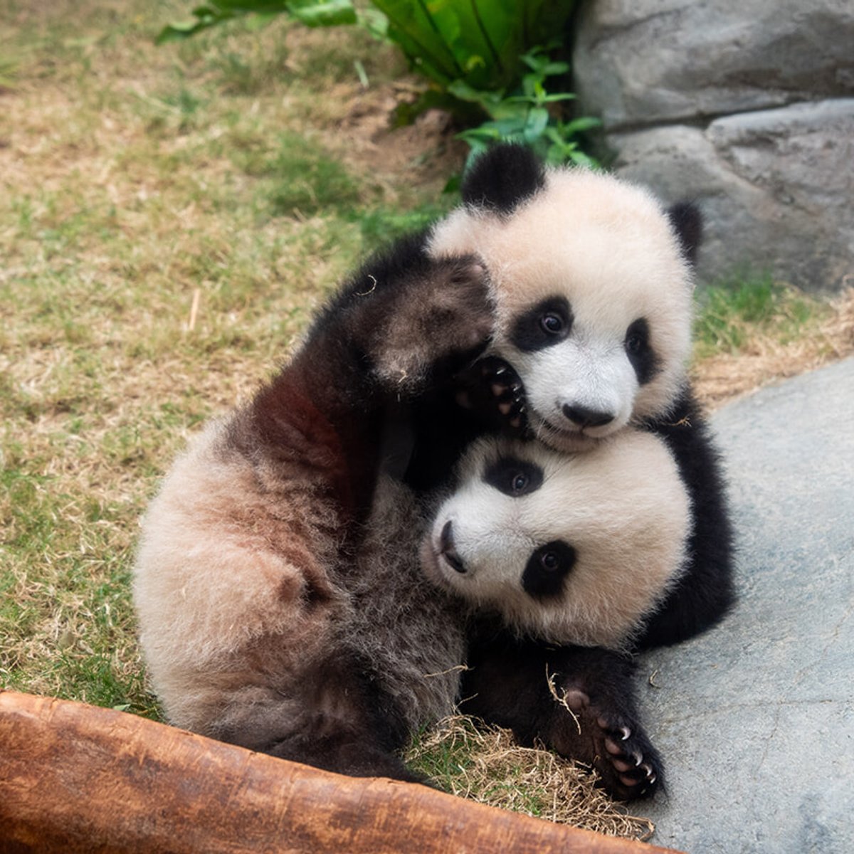 可愛すぎる双子パンダにメロメロ！ あの超定番ライドが刷新！ 香港で見逃せない2大最新スポットへ。