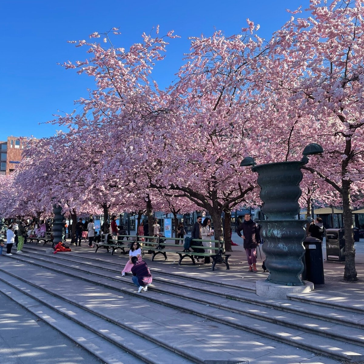 スウェーデンで花見ブーム！日本から贈られた桜が「王様の庭園」をピンクに染める。