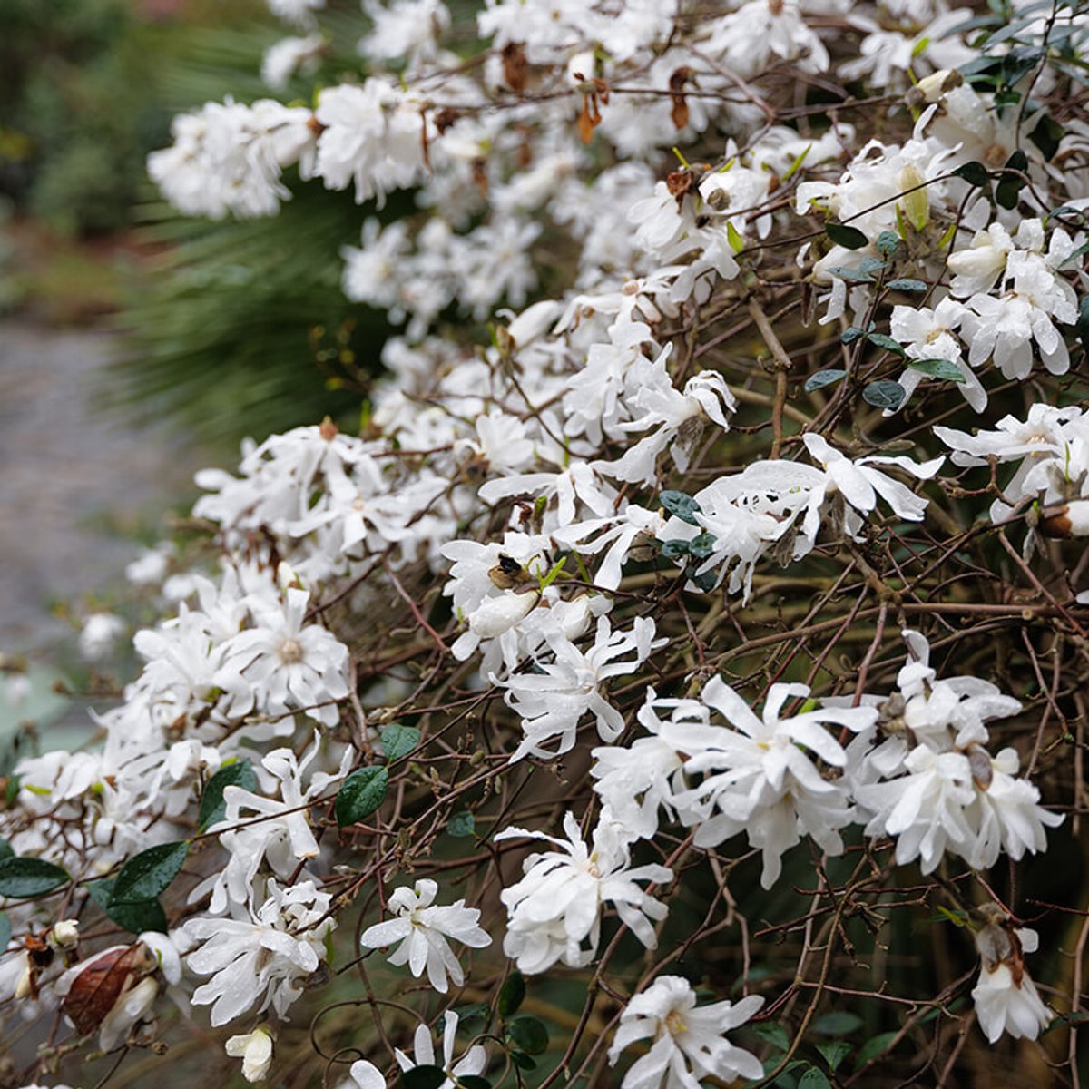 色彩を失う冬のパリで、踊るように咲くマグノリア。