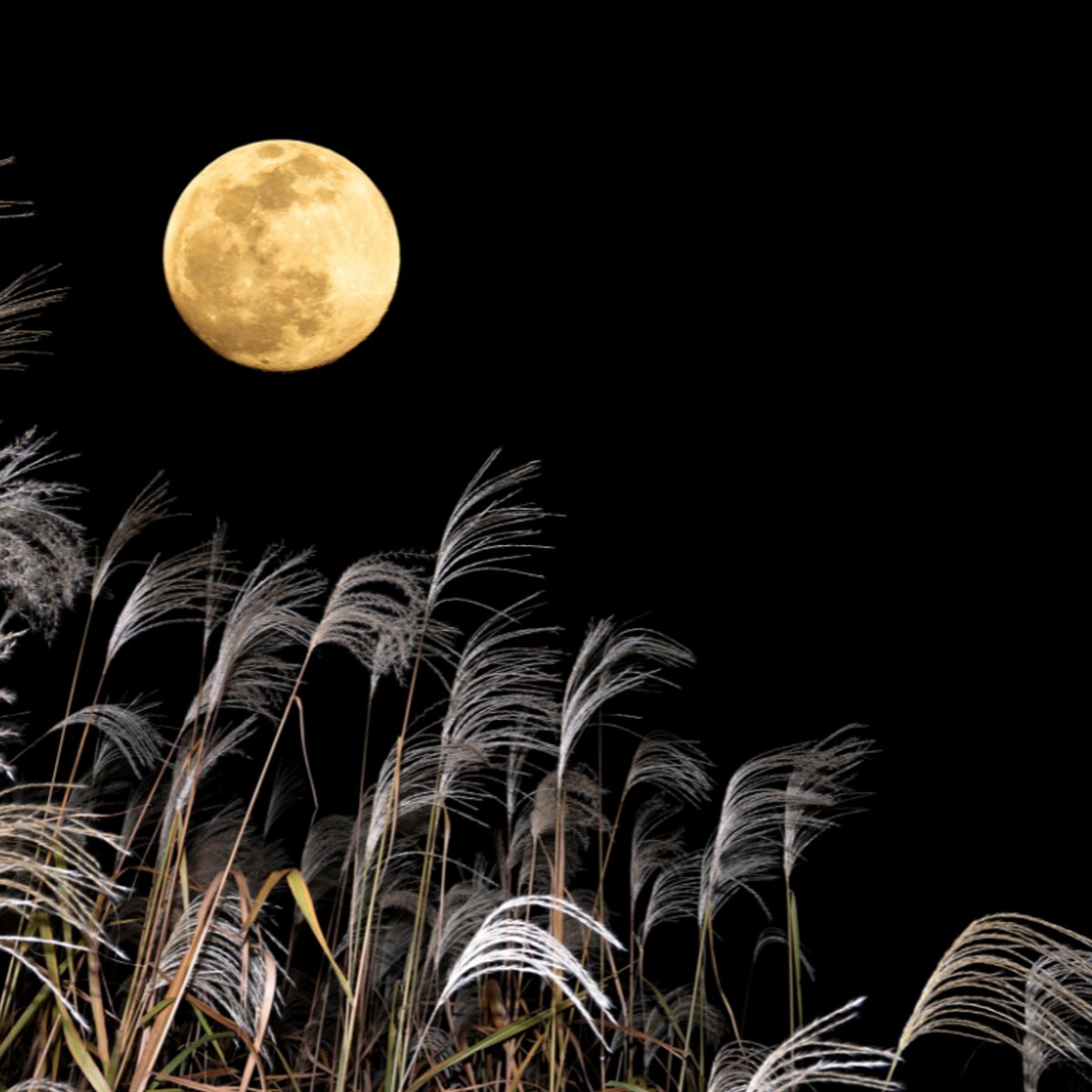 10月6日・7日は「中秋の名月」と満月で2夜連続のお月見！牡羊座の満月のメッセージとは？