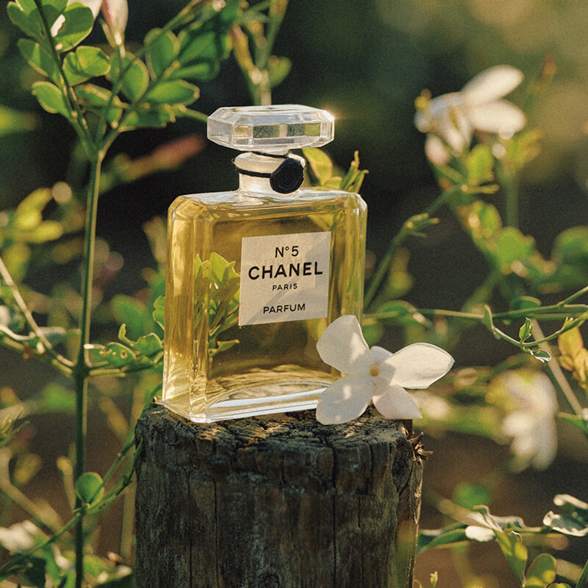 出口夏希とJURIN(XG)とともに、シャネル N°5が生まれる南仏グラースの畑へ。