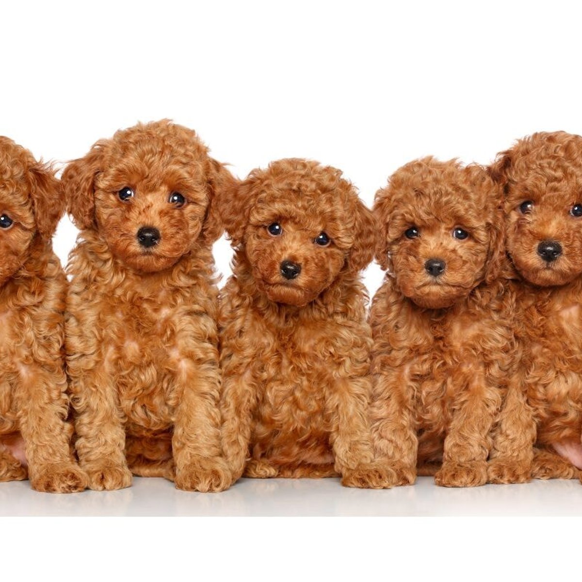 「AIで犬まみれ」が海外ファッションスナップでバズ中。#ドッグトレンドって？