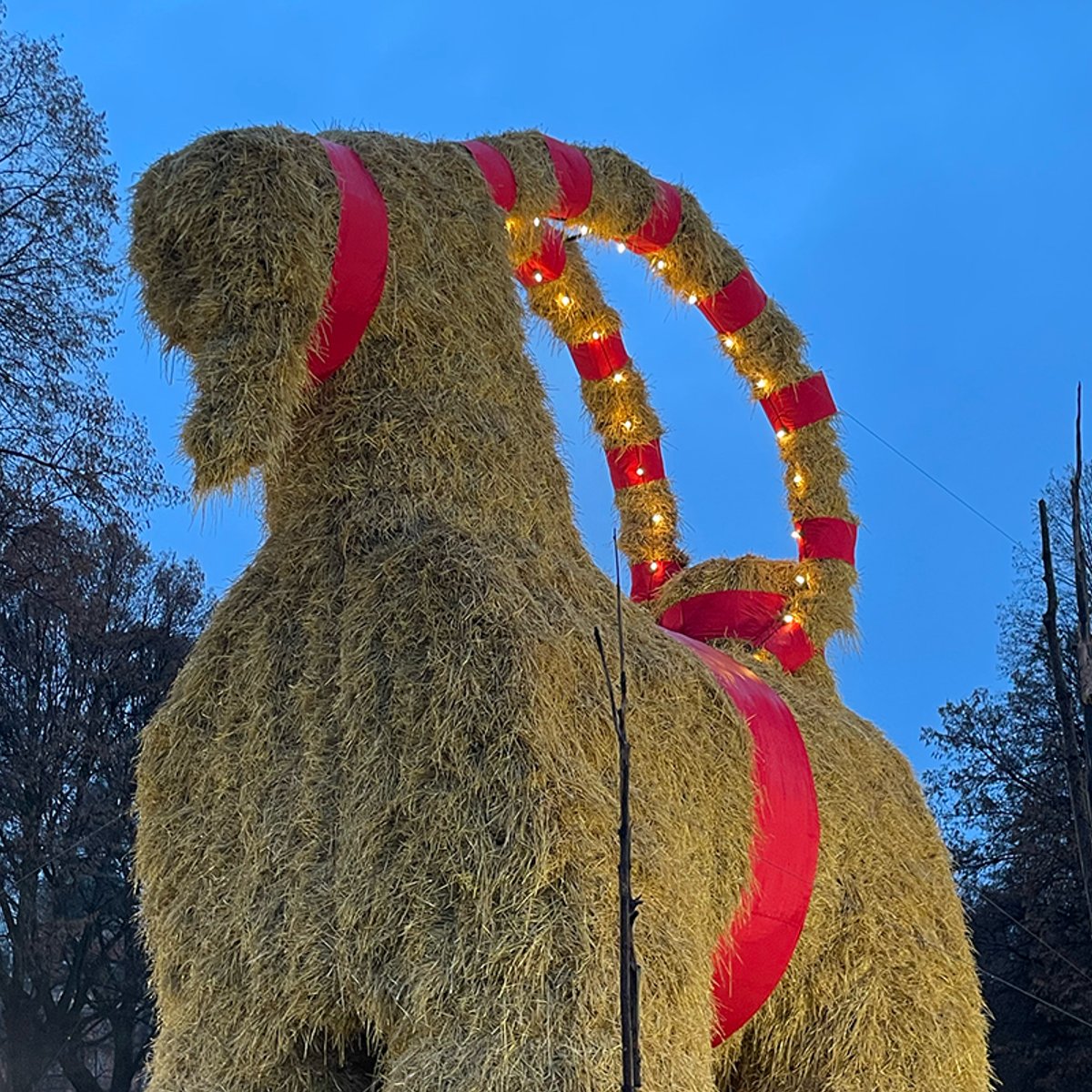 悲惨な運命？ 巨大ヤギを「ライブで見守る」スウェーデンの奇妙な冬の風物詩。