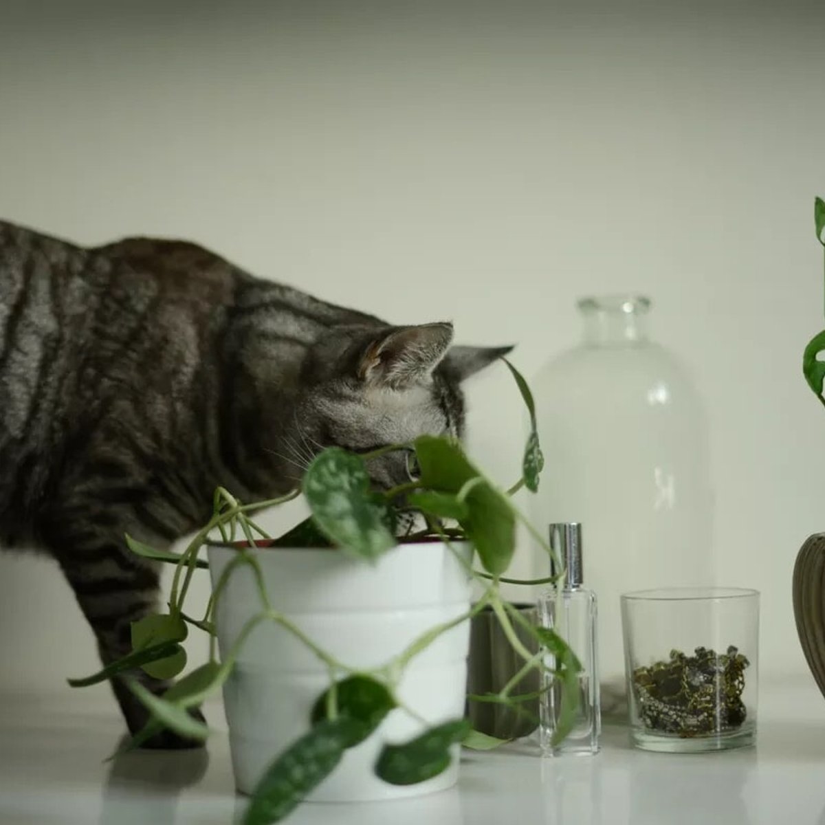 猫にとって危険な「有毒植物」とは？ 誤って食べたときの正しい対処法。