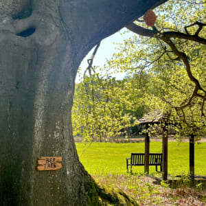 『くまのプーさん』出版100周年！ ロンドンを飛び出し、物語の舞台「100エーカーの森」を巡る旅へ。