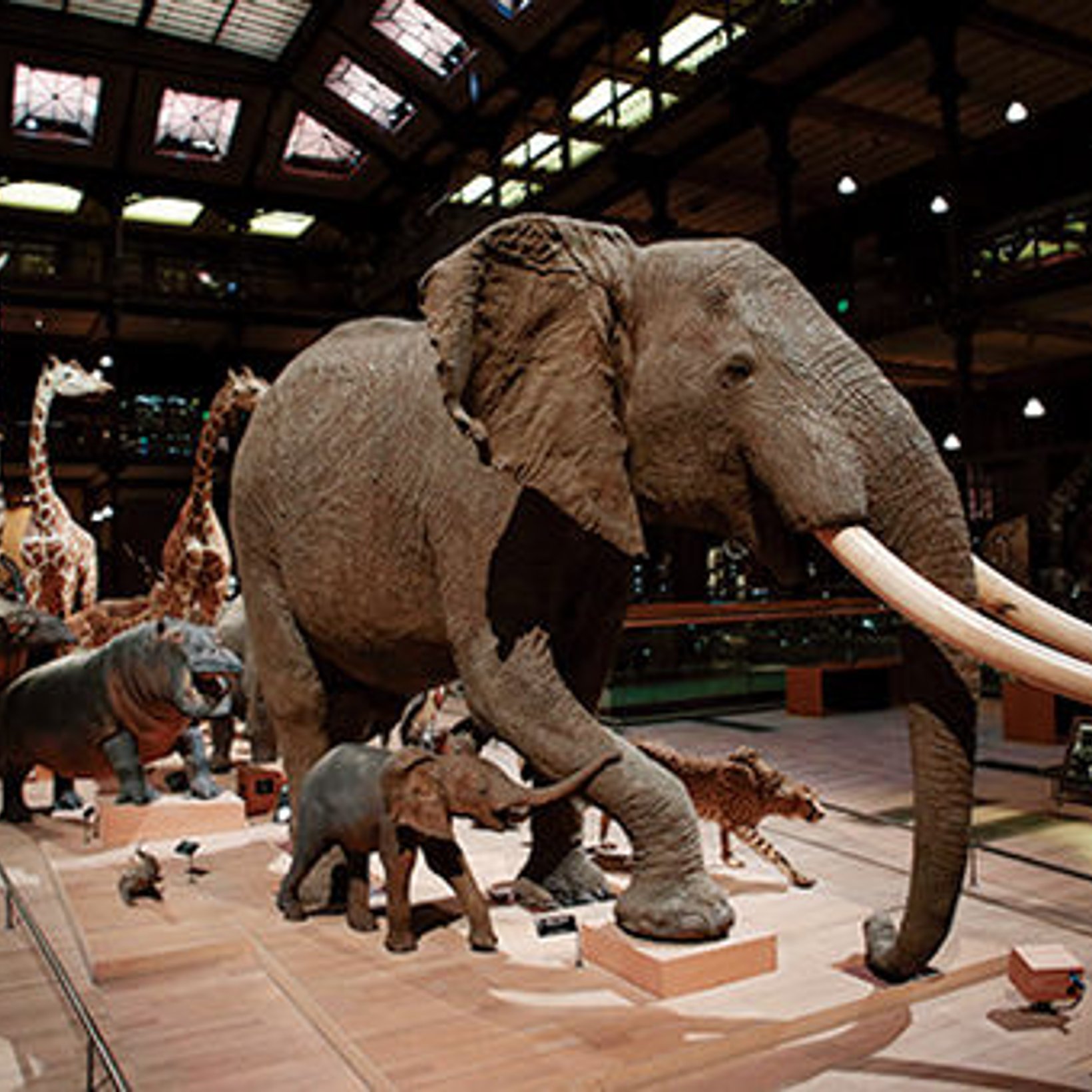 ハイテクを導入した、パリの自然史博物館は大迫力！