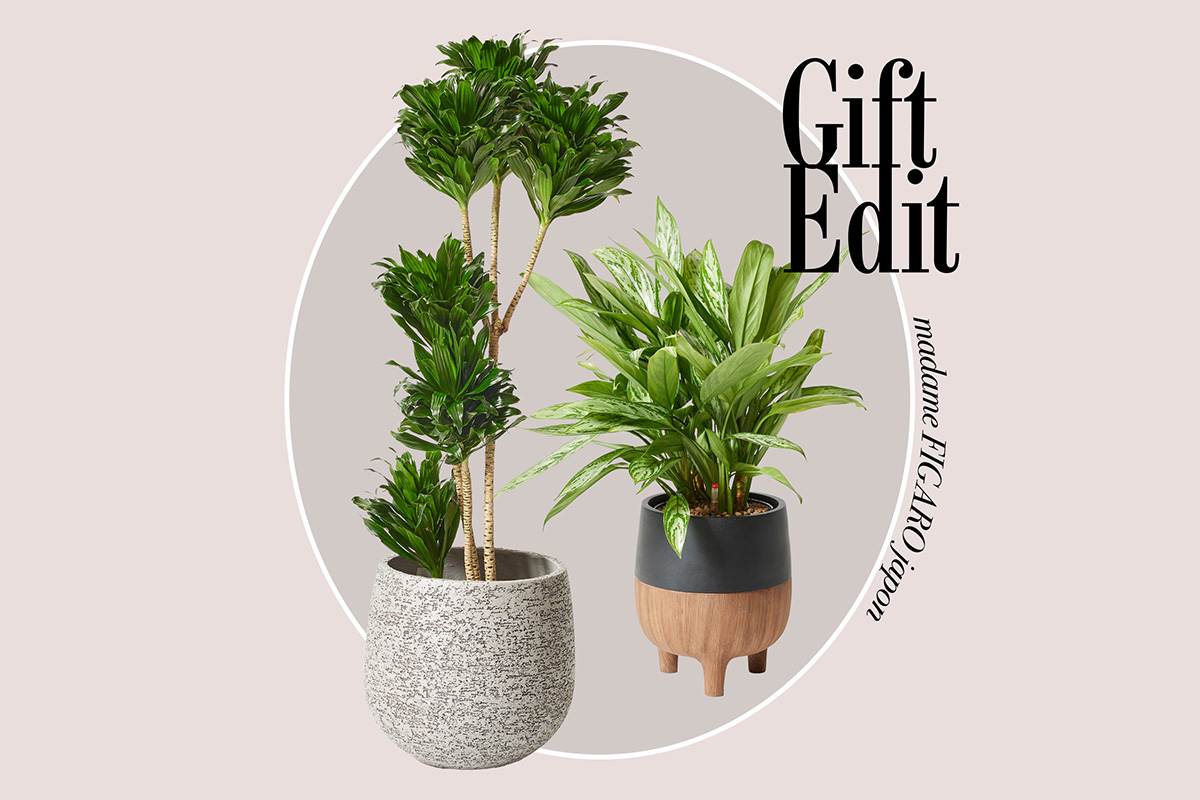 土なしで育てられる観葉植物の魅力