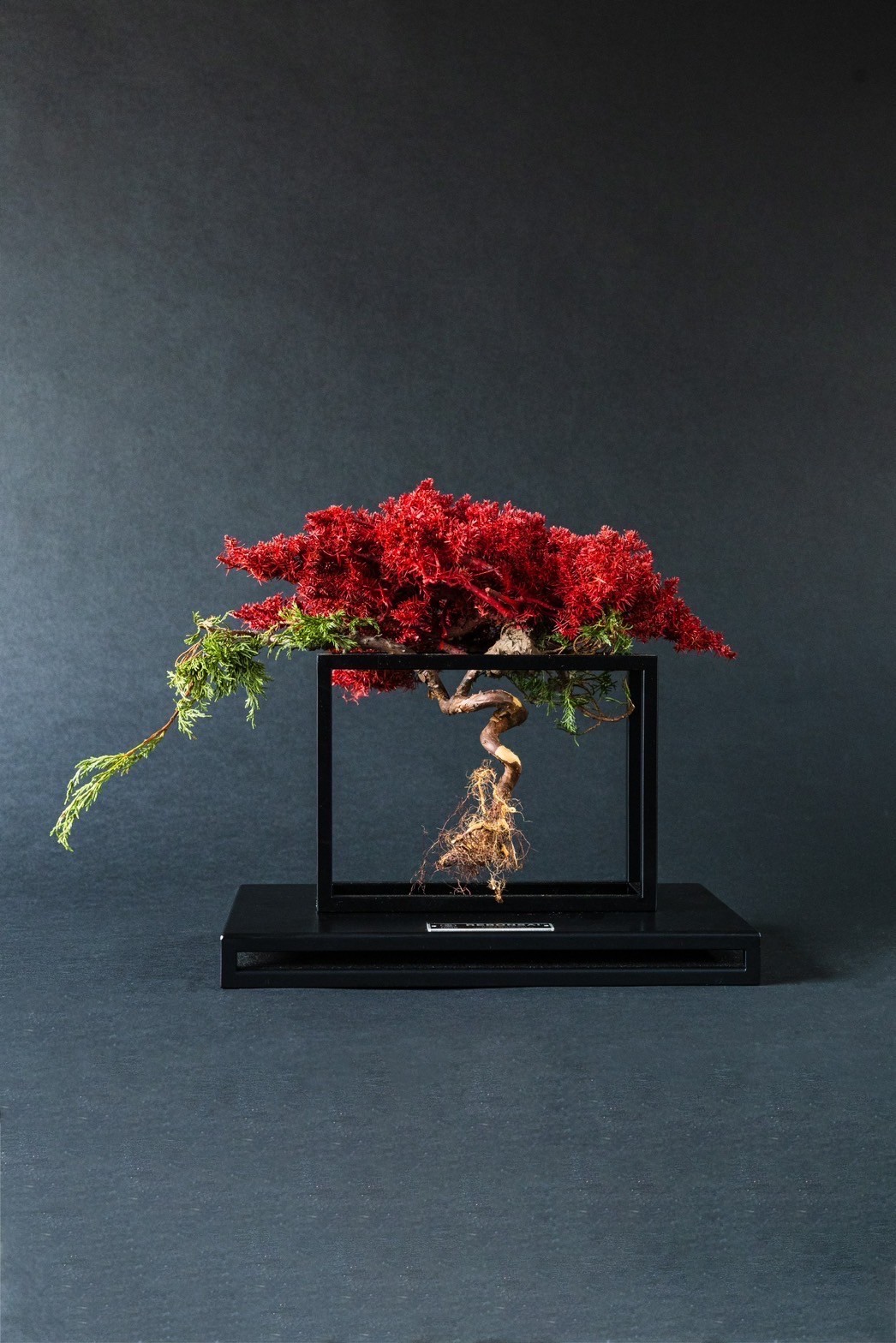 RE BONSAI3