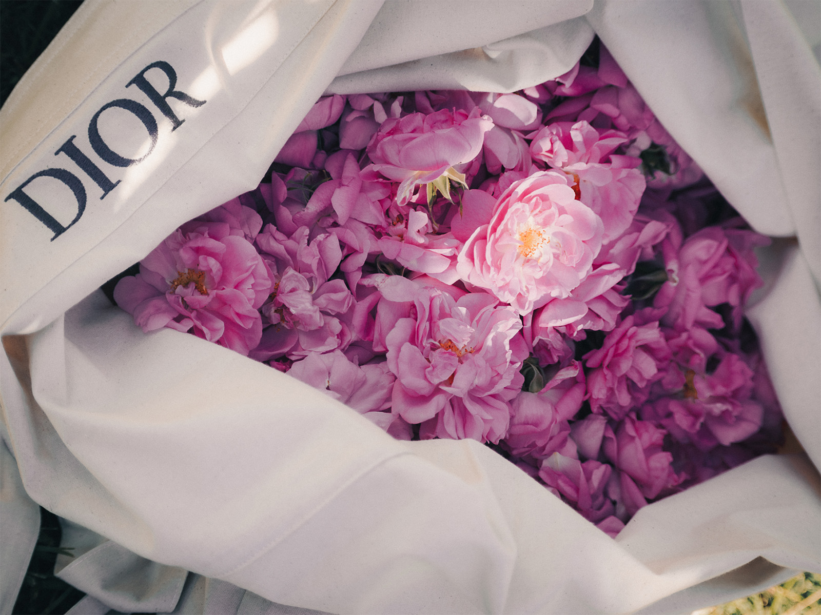 260804-miss-dior-05 | madameFIGARO.jp(フィガロジャポン) ドメーヌ デ ネイスとラ コル ノワール城で栽培されるセンティフォリア ローズは、グラースの12の農園で栽培される花々とともに、ディオール フレグランスに使用されている。