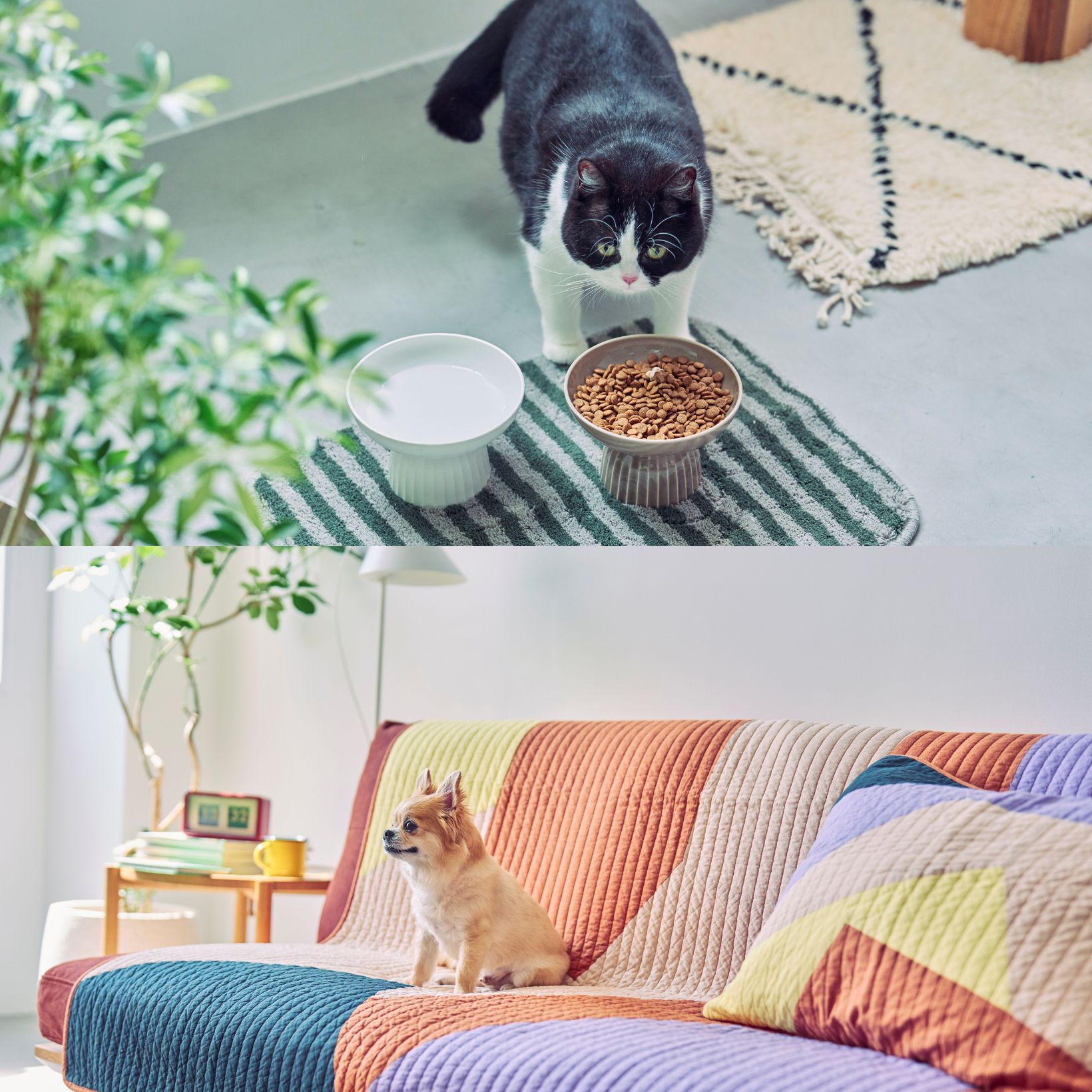 ペットがいても、おしゃれな部屋をあきらめない！愛猫も愛犬も喜ぶアクタスの家具「ネフィーコ」。