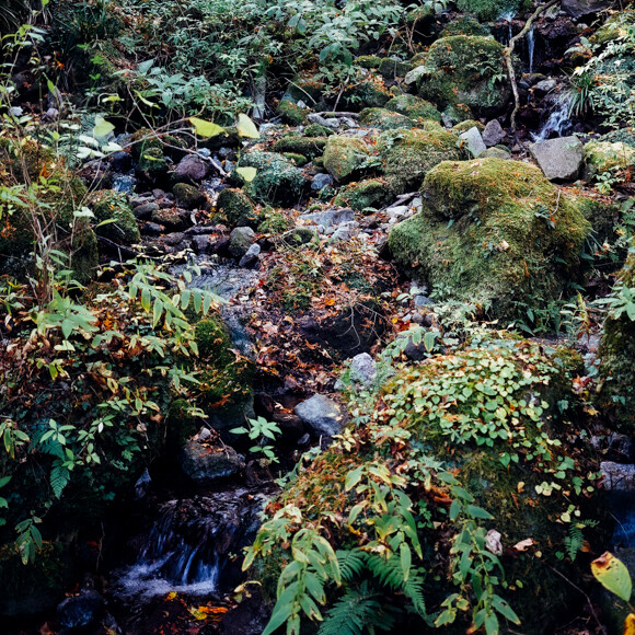 DSC02554.jpg