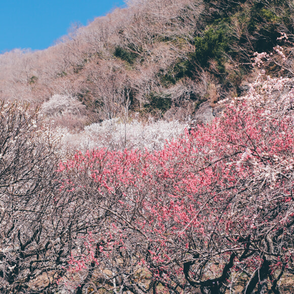 DSCF4097-2.jpg