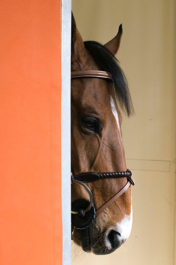 馬具工房がメゾンの原点。エルメスが開催する馬術の祭典